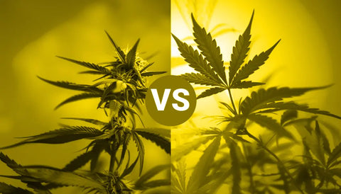 Comprendre les taux de CBD et THC dans le chanvre