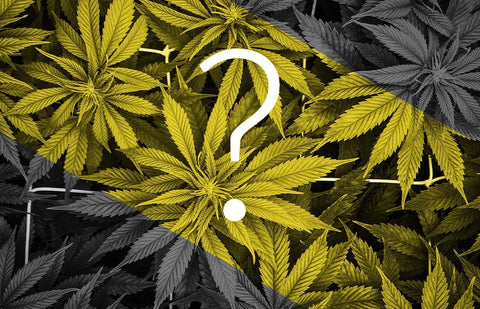 Quel CBD choisir ?