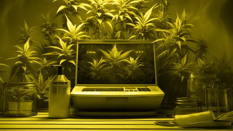 L'essentiel pour trouver du CBD pas cher sur internet : huiles et produits de qualité à petit prix