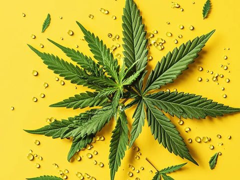 Comprendre la différence entre le CBD et le THC : Guide complet pour les consommateurs