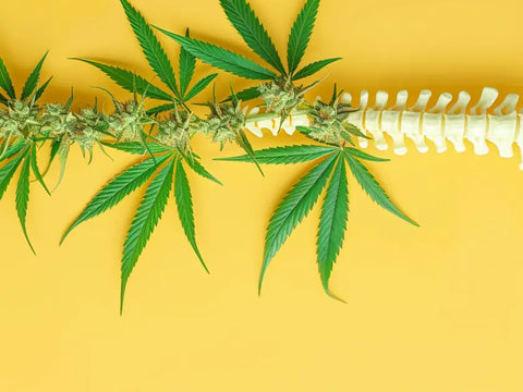 Le cannabidiol (cbd) : une solution efficace contre les douleurs de l'arthrose