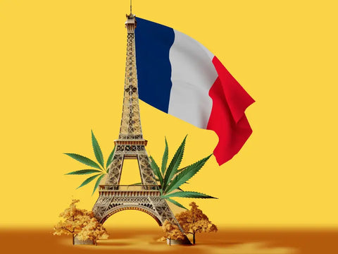 Acheter en ligne du CBD légal en France : tout ce qu'il faut savoir