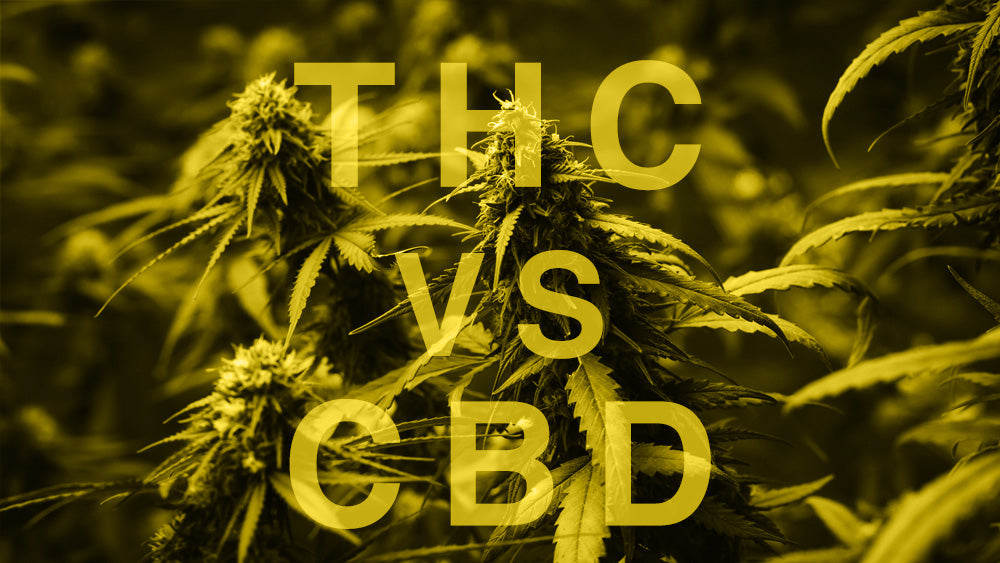 CBD et THC : Quelles différences ?