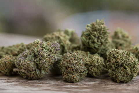 Pourquoi certaines fleurs de CBD sont-elles plus compactes que d’autres ?