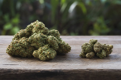 Big buds CBD vs small buds CBD : quelles différences ?