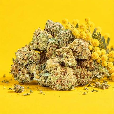 Mimosa Punch | Fleur CBD easyweedcbd
