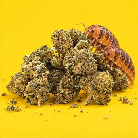 Sour Tangie | Fleur CBD easyweedcbd