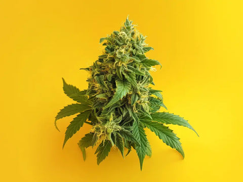 Ein großer Klassiker der Westküste der Vereinigten Staaten: Entdecken Sie OG Kush CBD