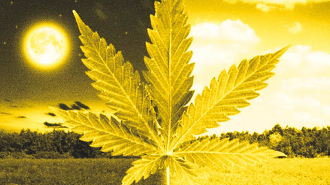 Wann sollte man CBD einnehmen?