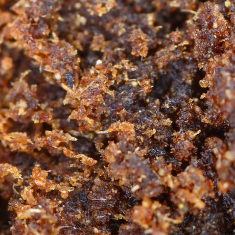 LE GRAS – CBD-Haschisch easyweedcbd