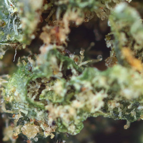 ROYAL CHEESE – CBD-Blüte easyweedcbd