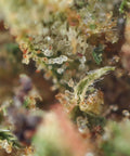 STRAWBERRY – CBD-Blume easyweedcbd