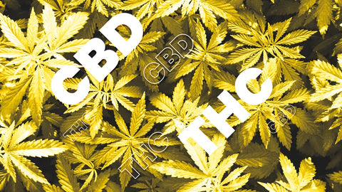 difference between CBD and THC