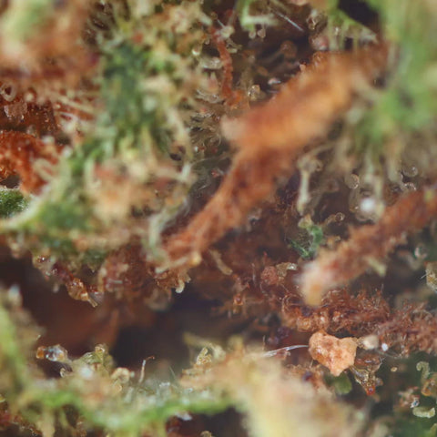 BANANA KUSH - CBD flower easyweedcbd