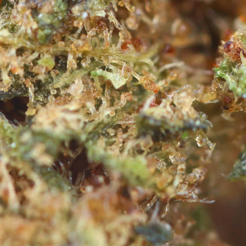 LEMON AMNESIA - CBD flower easyweedcbd