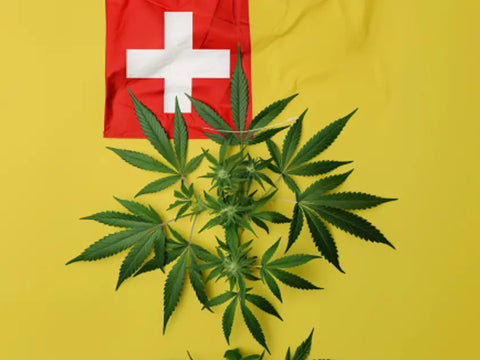 Compre flores de CBD baratas de calidad suiza