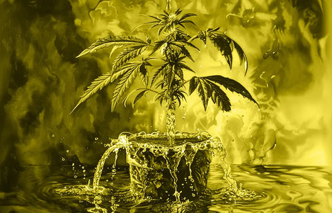 Comprender la hidroponía y su relación con el CBD