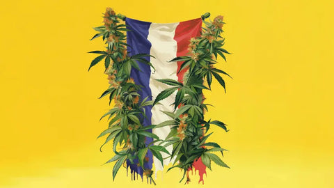 La regulación de la venta de CBD en Francia: lo que hay que saber