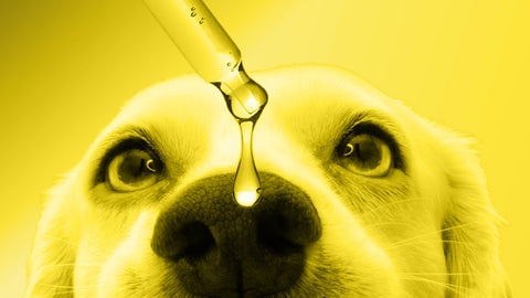 El CBD y sus beneficios para los animales