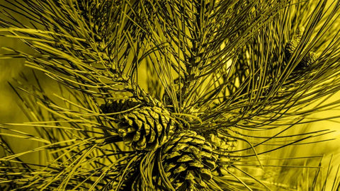 ¿Qué es el terpeno y para qué sirve?