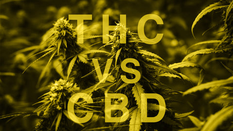 CBD y THC: ¿qué diferencias hay?