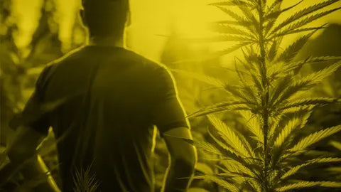 Hoe kies je CBD om je rugpijn te verlichten?