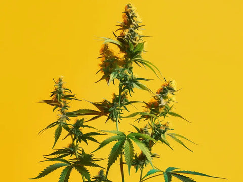 Ontdek de wereld van CBD-bloemen online met gratis levering