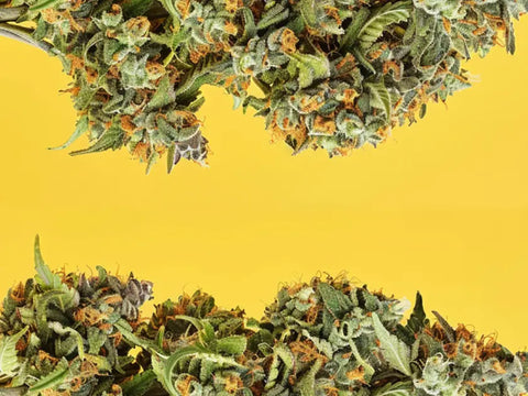 Ontdek de krachtigste en goedkoopste CBD-bloem voor uw behoeften