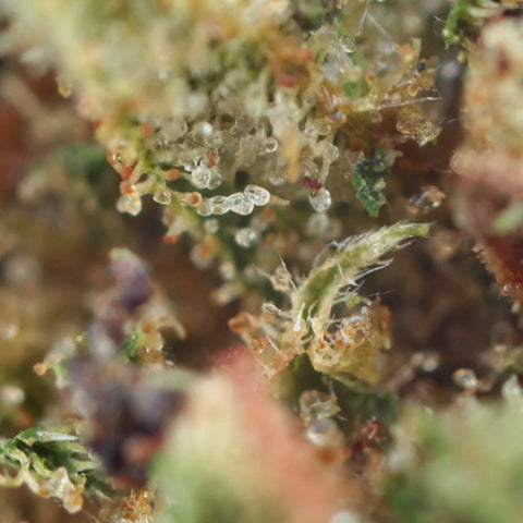 STRAWBERRY - CBD-bloem easyweedcbd